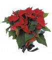 Poinsettia