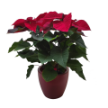 Poinsettia in pot