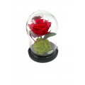 "Forever" preserved red rose in big glass bell